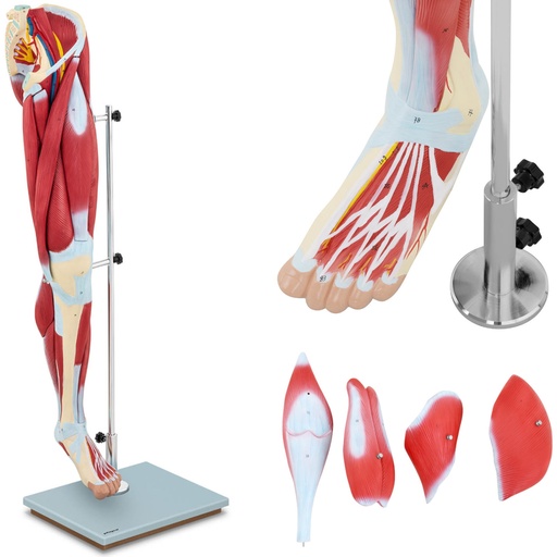 3D anatomical model of human leg muscles