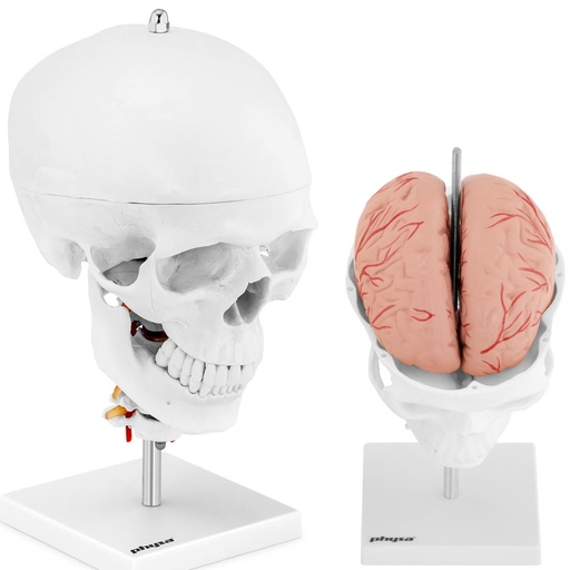 3D anatomical model of the human skull with brain 7 vertebrae scale 1:1